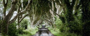 Dark Hedges, Antrim
